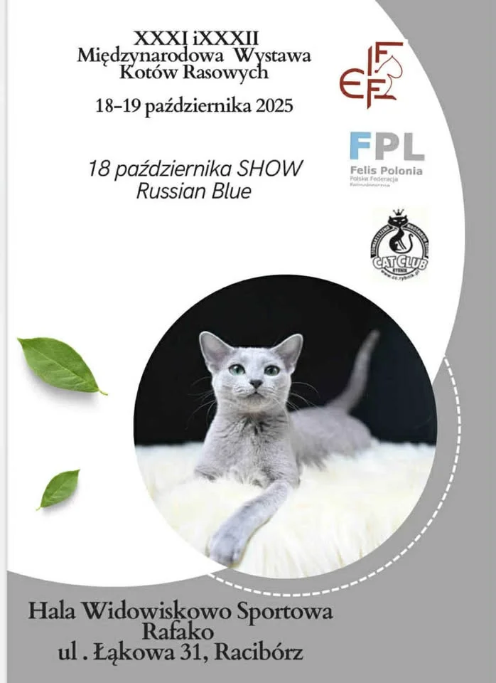 Obrazek przedstawia grafikę promocyjną wydarzenia Międzynarodowa wystawa kotów w Raciborzu z pokazem rasy Russian Blue