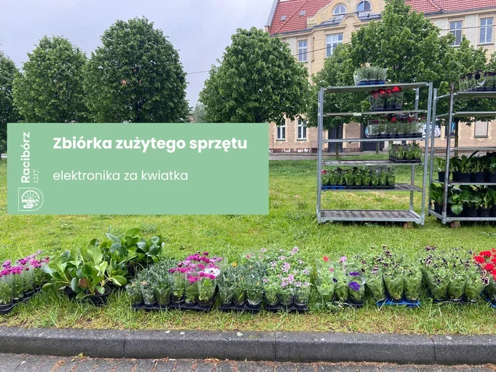 Stare kable zamienili na kwiaty. Racibórz znów postawił na ekologię