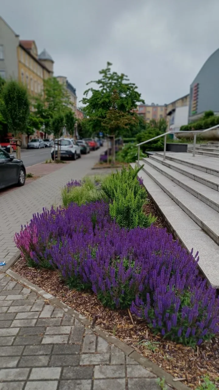 Racibórz stawia na zieleń na lata Byliny i trawy zastępują sezonowe rabaty