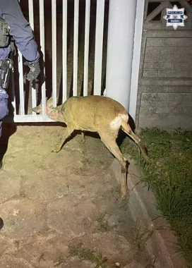 Patrol z Raciborza rozgiął ogrodzenie - sarna uwolniona w ostatniej chwili